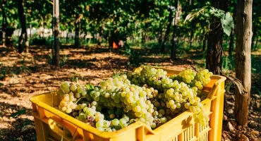 459af8_b520fa56d2a748139c0bd18848ecefd7~mv2