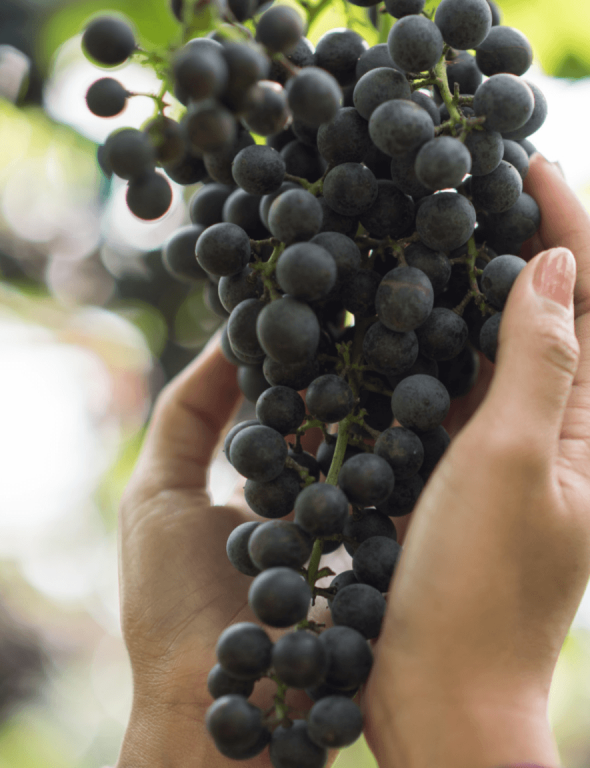 Cacho de uvas frescas colhidas no vinhedo Experiência Vinícola Obstinado